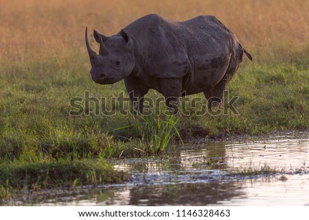 The rhinoceros are in the savanna. These are good pictures of wildlife. Photos were taken on short distance and with excellent light.