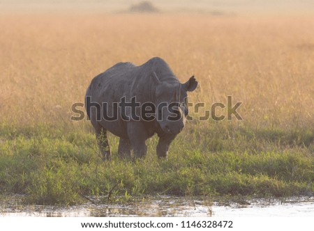 The rhinoceros are in the savanna. These are good pictures of wildlife. Photos were taken on short distance and with excellent light.