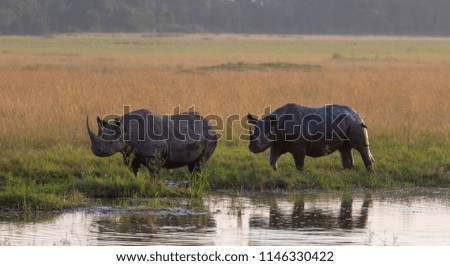 The group of rhinoceros is in the savanna. These are good pictures of wildlife. Photos were taken on short distance and with excellent light.