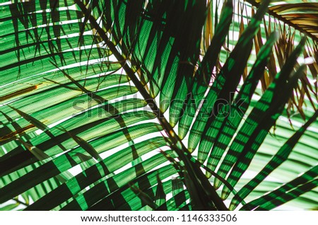 Nature poster. Green palm branch. Closeup. Tropical vibes of greenery,