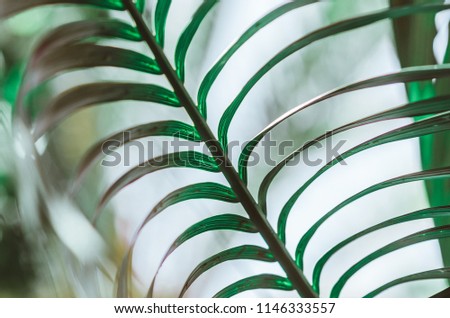nature poster. Green palm branch. Closeup. Tropical vibes of greenery,