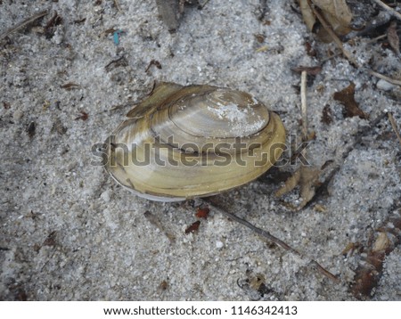 a beautiful shell on the beach

