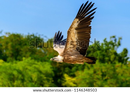 The griffon vulture (Gyps fulvus) is a large Old World vulture in the bird of prey family Accipitridae. It is also known as the Eurasian griffon.