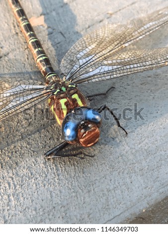 Dragonfly blue eyes