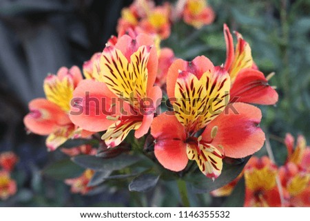 red and yellow bloom