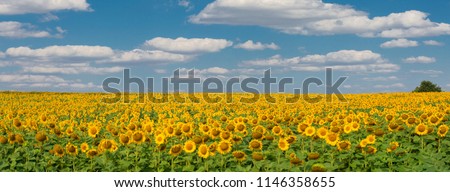 Golden summer sunflower in the sun, beautiful clouds in the blue sky Royalty-Free Stock Photo #1146358655