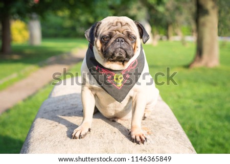 A sad dog pug sits on a rock in a pirate bandana in a park on a background of green trees. Image for backgrounds and printed products