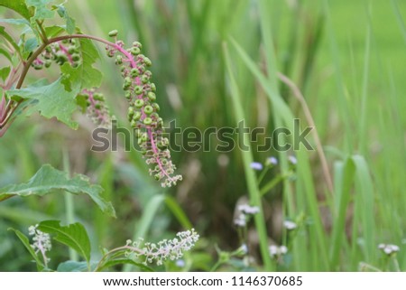 Common pokeweed or Phytolacca americana, American poke weed, Inkberry, Poke