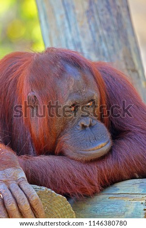 An Extreme Close Up of A Female Bornean Orangutan (Pongo Pygmaeus) With Reflections in Eyes