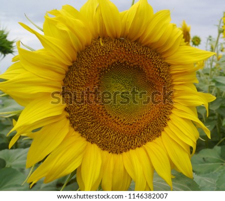 Macro foto sunflower. Big beautiful sunflower.
