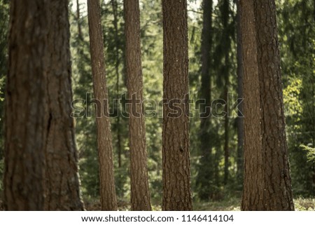 tree trunk textured background pattern. sunlit summer scene in forest with green vegetation foliage