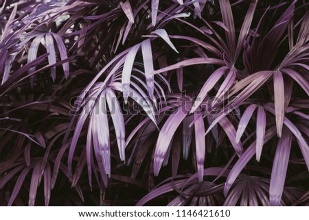 Purple palm leaves pattern. Image tone filter. Creative layout, horizontal