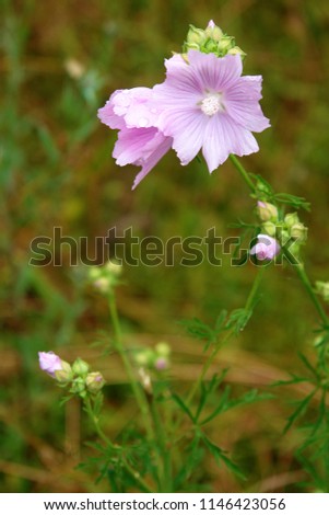 Close up of the blooming pink flowers of Malva moschata, musk mallow or musk-mallow. Poland, Europe