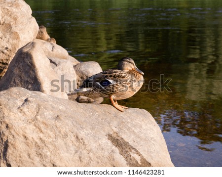 Duck sits on a rock against the background of the river.