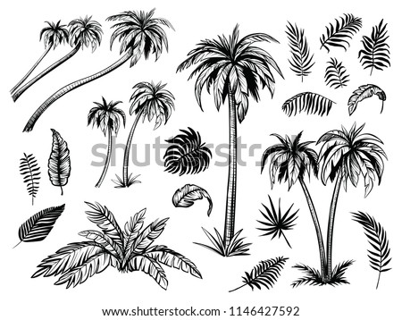 Palm trees and leaves. Black line silhouette isolated on white background. Vector sketch illustration.