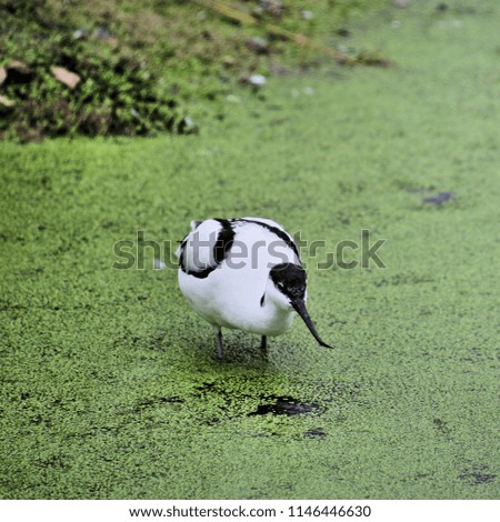A picture of an Avocet