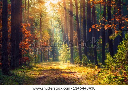 Autumn forest landscape. Colorful foliage on trees and grass shining on sunbeams. Amazing woodland. Scenery fall. Beautiful sunrays in morning forest. Royalty-Free Stock Photo #1146448430