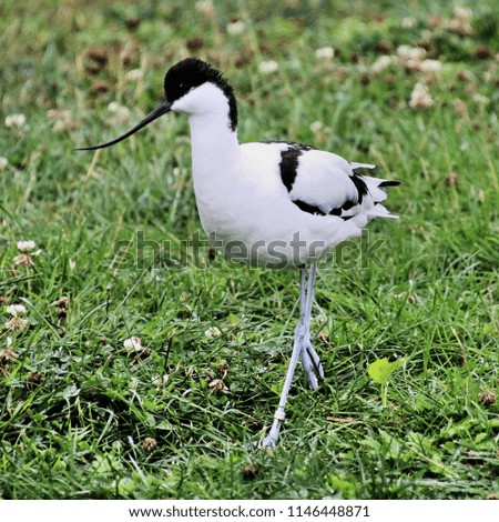 A picture of an Avocet