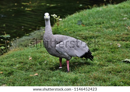 A picture of a Cape Barren Goose