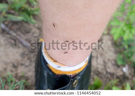 Several little ants on the foot of a man, the theme of insect bites, a close-up