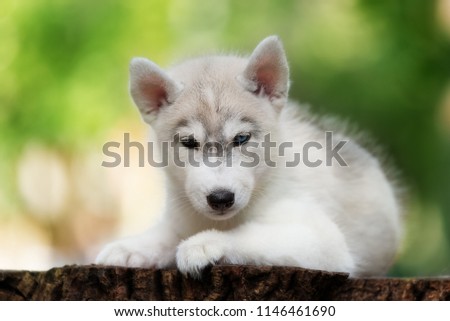 A closeup portrait of small Siberian husky puppy. A young grey & white male husky dog lies on a big stump. He has a heterochromia - blue and brown eyes. Greenery is in the background.