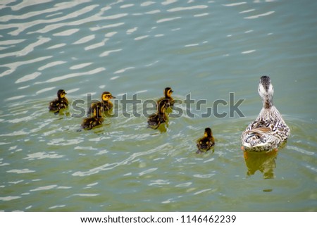 A duck with ducklings is swimming in a pond. Ducks swimming in the pond. Wild mallard duck. Drakes and females.