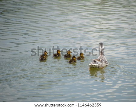 A duck with ducklings is swimming in a pond. Ducks swimming in the pond. Wild mallard duck. Drakes and females.
