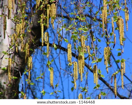 Spring birch