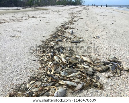 Toxic algae also known as red tide causes tremendous amounts of fish to wash up dead on Fort Myers Beach and other west coast cities in Florida.  Royalty-Free Stock Photo #1146470639