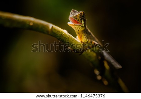 Sri Lankan kangoroo lizard - Otocryptis wiegmanni