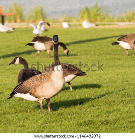 Wild Geese coming onto shore to graze in the sun.