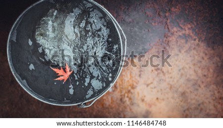 A beatiful red maple leaf floats in a tin bucket on the water surface, on which rain drops fall.  Top view, copy space. Symbol of canadian flag,  Canada day (July 1st). Royalty-Free Stock Photo #1146484748