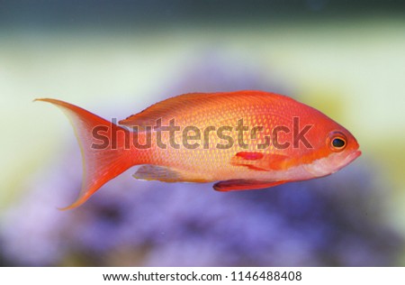 sea goldie (Pseudanthias squamipinnis) Royalty-Free Stock Photo #1146488408