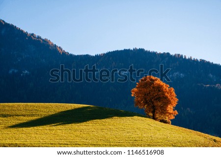 Beautiful autumn scenery with alone red tree on meadow and mountains on background. Location place: South Tyrol, Dolomite Alps, Italy.