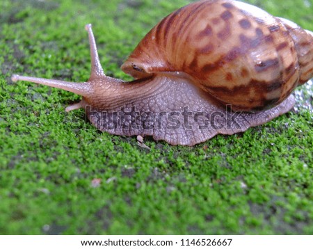 Snail ‘s beauty life on green grass with beauty shape