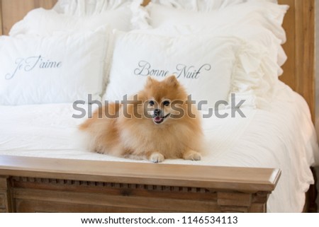 Golden Pomeranian puppy dog relaxing on top of a bed with white covers and white pillows with message Je T'aime - I love you and Bonne Nuit - Good Night.