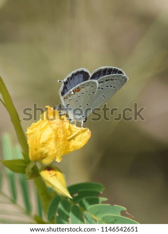 Eastern tailed-blue butterfly 