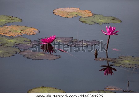 Lotus flower water reflection