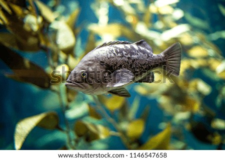 Closeup of fish swimming among underwater plants