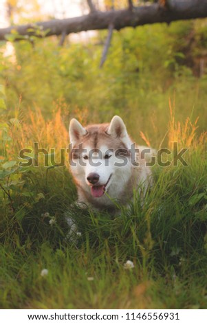 Portrait of Cute beautiful beige and white siberian husky dog with brown eyes lying in green grass at sunset in summer