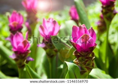 Curcuma alismatifolia, Siam tulip or summer tulip is a tropical plant. Pink flower in the fields.