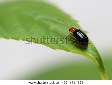 close-up, macro view of a small colorful ladybird - ladybug -  Coccinellidae - flying insect  on a green  leaf in a home garden in Sri Lanka
