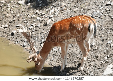 Deer in forest roe  drinking water