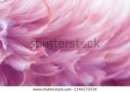 Blur Bird chickens feather texture for background Abstract, soft color of art design.