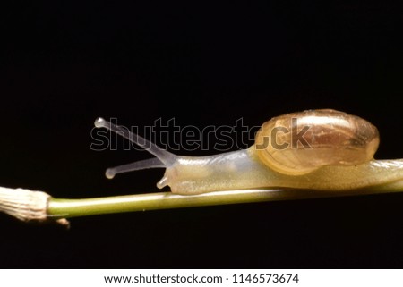 Small Snail on a dark background. 