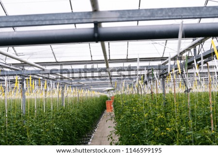 Beautiful image inside of a tomato glasshouse showing all the structure. 