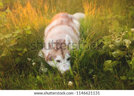 Portrait of Cute and attentive beige and white siberian husky dog with brown eyes lying in green grass at sunset on summer day