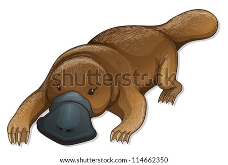 Illustration of a platypus (Ornithorhynchus anatinus)