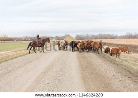 Cattle drive down a dirt road