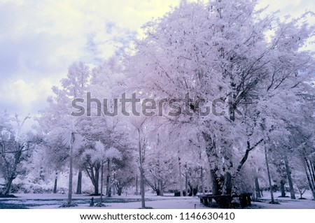White tamarind tree in the garden from near infrared style.